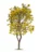 Caribbean Trumpet Tree – Tabebuia Argentea