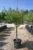 Chaste Tree – Vitex Agnus-Castus