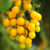 Cherry Tomato Yellow Seeds