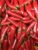 Chilli Pepper – Capsicum Annuum