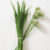 Chives Seeds