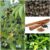 Cinnamon Seeds