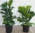 Common Fig – Ficus Carica
