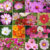 Cosmos Mix color Seeds