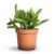 Crassula Ovata Hobbit