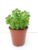 Cuban Oregano – Plectranthus Amboinicus