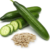 Cucumber Seeds