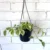 Cupid Peperomia variegated – Peperomia scandens variegata