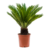Cycas Revoluta