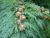 Cypress Thuja Seeds