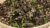Desert Rose Seeds
