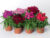 Dianthus Mix – Caryophyllaceae