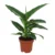 Dieffenbachia Green Magic