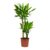 Dracaena Golden Coast