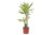 Dracaena Yellow Coast – Cornstalk Dracaena