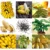 Dwarf Banana Seeds