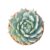 Echeveria Tippy