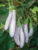 Eggplant White Seeds