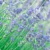 English Lavender Seeds