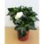 Gardenia indoor – Gardenia Jasminoides