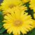 Gerbera Yellow Seeds