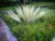 Giant Cabuya – Furcraea Foetida