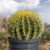 Golden Barrel Cactus Outdoor[Echinocactus Grusonii  – Outdoor]