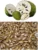 Graviola Seeds