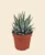 Haworthia Wide Zebra – Haworthia Fasciata