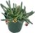 Histix Cactus