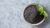 Holy basil Seeds