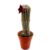 Hoodia Cactus