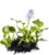 Hyacinth Water Plant – Typha angustifolia