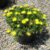 Ice Plant – Carpobrotus Edulis