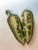 Jalapeno Seeds
