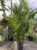 Japanese Bamboo Palm
