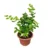 Jasminum Nitidum