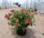 Lantana Mixed Color – Lantana Camara
