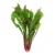 Leaf Chicory Seeds