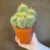 Leninghuasi Cactus
