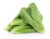 Lettuce Parris Island Seeds
