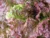 Lettuce Red Seeds
