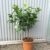 Lime – Citrus Aurantifolia
