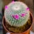 Mammillaria Cactus