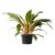 Mandarin spider plant – Chlorophytum orchidastrum Green Orange