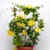 Mandevilla Yellow