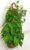 Mexican Creeper – Antigonon Leptopus