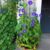 Morning Glory – Ipomoea