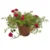 Moss Rose – Portulaca Grandiflora