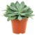 Mountain Fire – Senecio cephalophorus